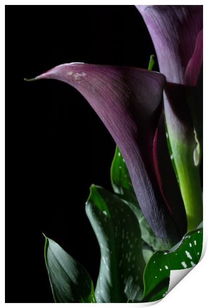 The Calla Purple 4 Print by Steve Purnell