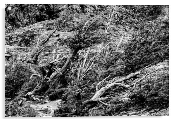 Windswept Woodland Mono Acrylic by David Hare