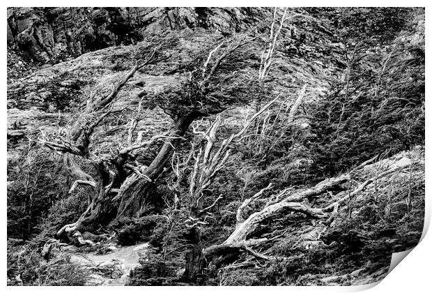 Windswept Woodland Mono Print by David Hare