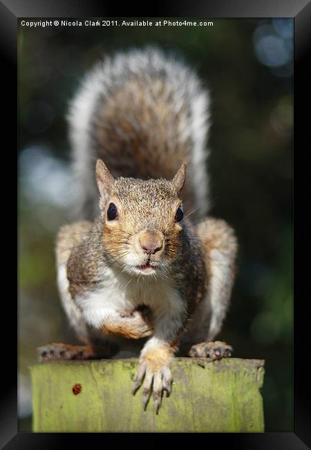 Portrait of a Cute Squirrel Framed Print by Nicola Clark