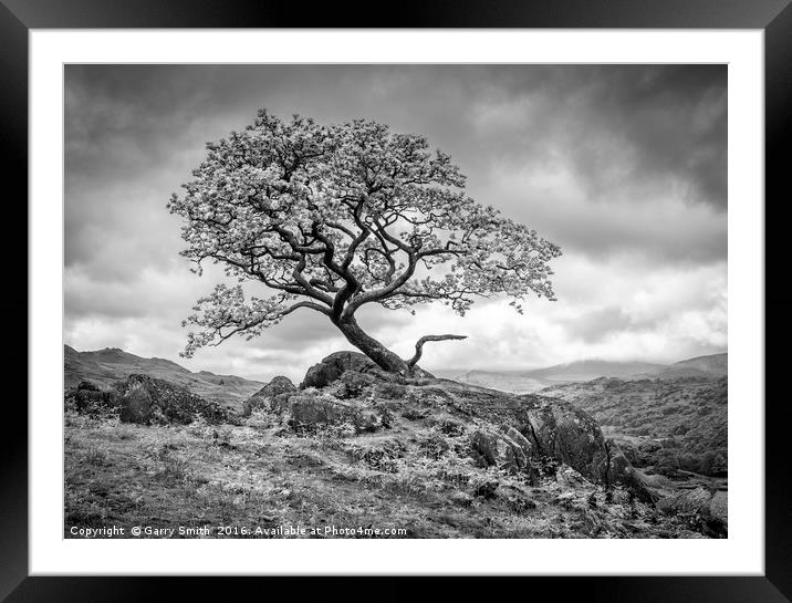 Tree. Duddon Valley, Cumbria. Framed Mounted Print by Garry Smith
