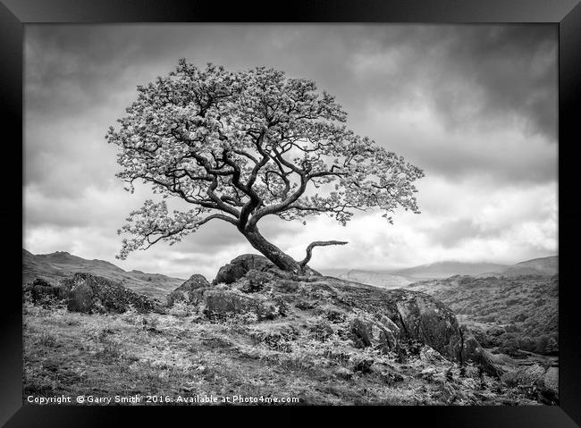 Tree. Duddon Valley, Cumbria. Framed Print by Garry Smith