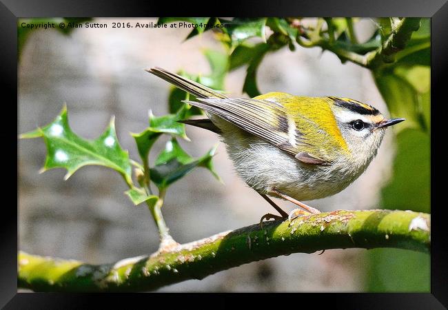 Firecrest in profile Framed Print by Alan Sutton