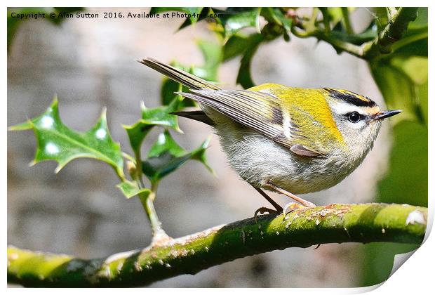 Firecrest in profile Print by Alan Sutton