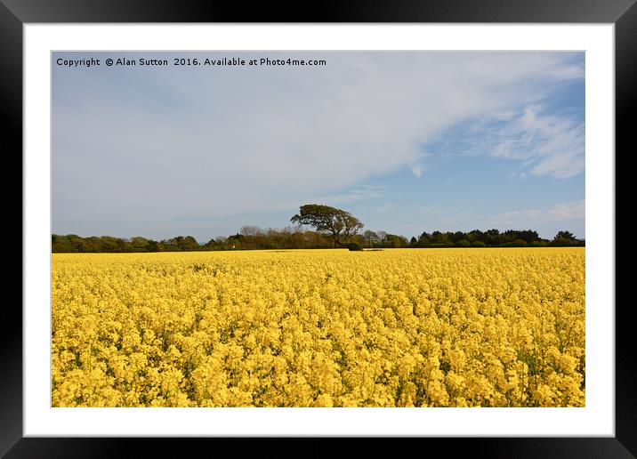 Fields of gold Framed Mounted Print by Alan Sutton