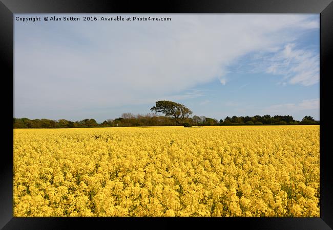 Fields of gold Framed Print by Alan Sutton