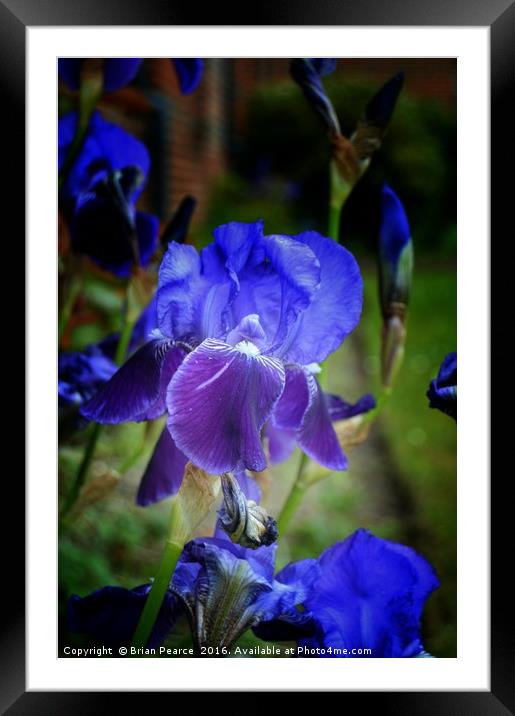 Iris Framed Mounted Print by Brian Pearce
