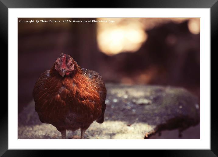 Hen at the farm Framed Mounted Print by Chris Roberts
