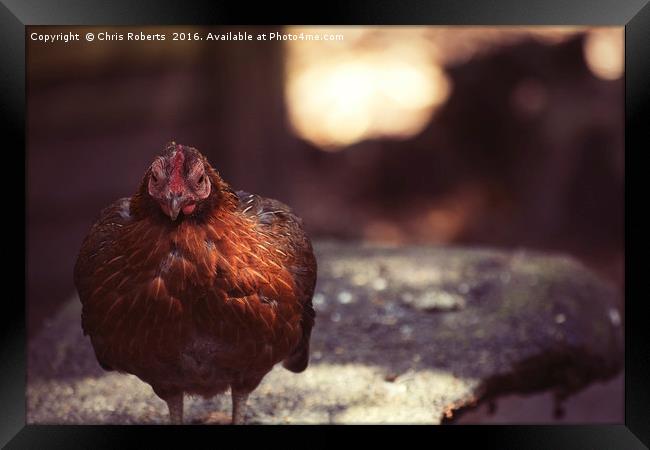 Hen at the farm Framed Print by Chris Roberts
