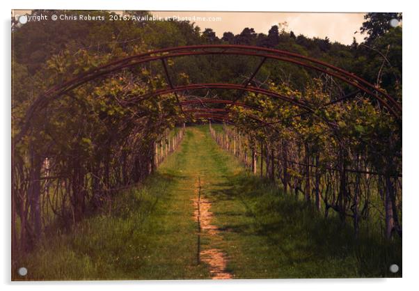 Vineyard in Kent Acrylic by Chris Roberts