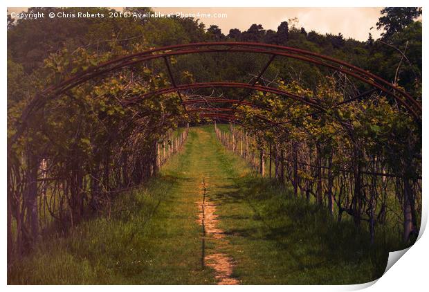 Vineyard in Kent Print by Chris Roberts