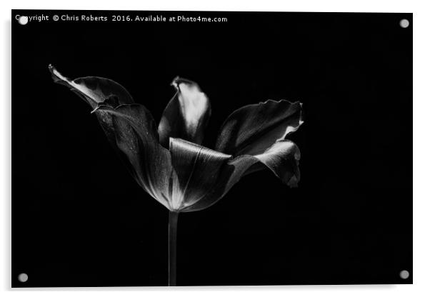 Black Flower Acrylic by Chris Roberts