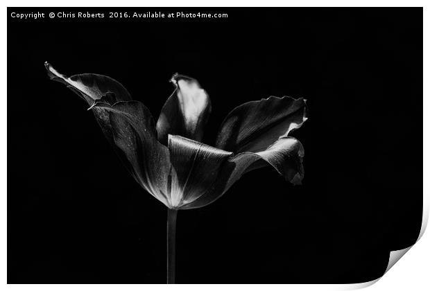 Black Flower Print by Chris Roberts
