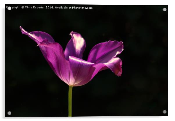 Single Purple Flower Acrylic by Chris Roberts