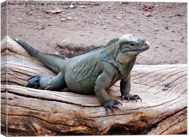 large green iguana Canvas Print by Paul Shaw