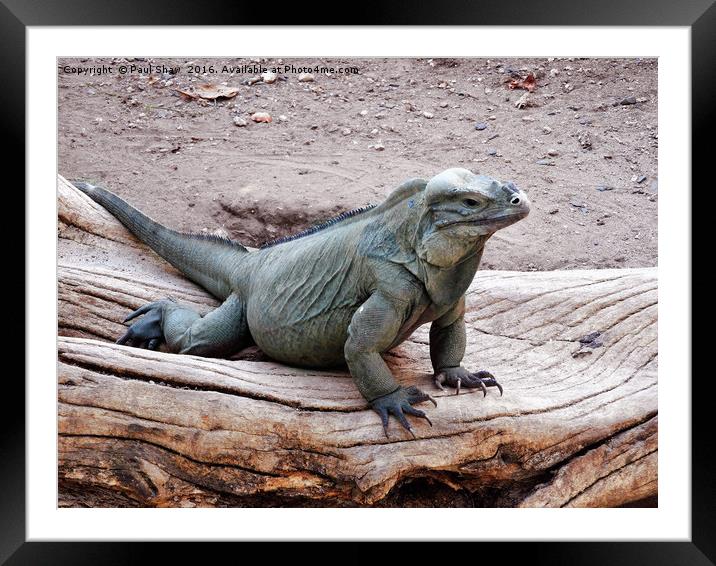 large green iguana Framed Mounted Print by Paul Shaw