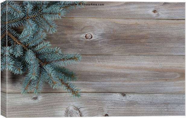 Blue Spruce Tree Branch on Rustic Wood  Canvas Print by Thomas Baker