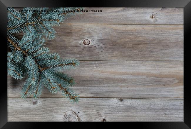 Blue Spruce Tree Branch on Rustic Wood  Framed Print by Thomas Baker