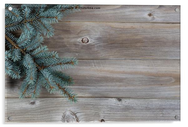 Blue Spruce Tree Branch on Rustic Wood  Acrylic by Thomas Baker