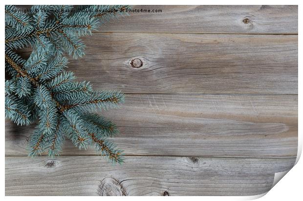 Blue Spruce Tree Branch on Rustic Wood  Print by Thomas Baker