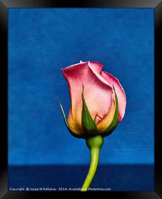 Rose Framed Print by Josep M Peñalver