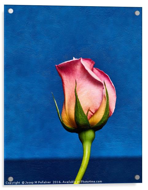 Rose Acrylic by Josep M Peñalver