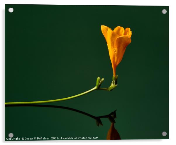 flower Acrylic by Josep M Peñalver