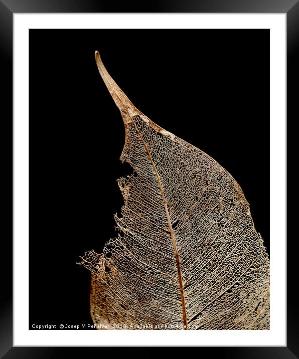 winter leaf Framed Mounted Print by Josep M Peñalver