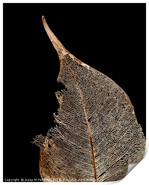 winter leaf Print by Josep M Peñalver