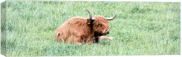 A Coo Cooling Canvas Print by Ian Coyle