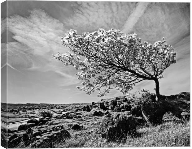 The Leaning Tree Canvas Print by David McCulloch
