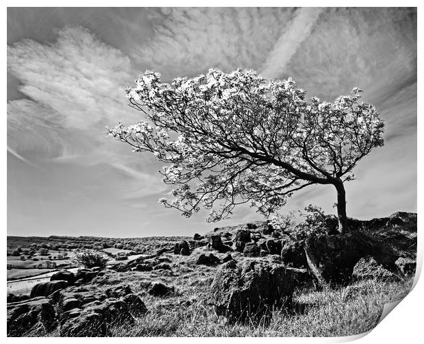The Leaning Tree Print by David McCulloch