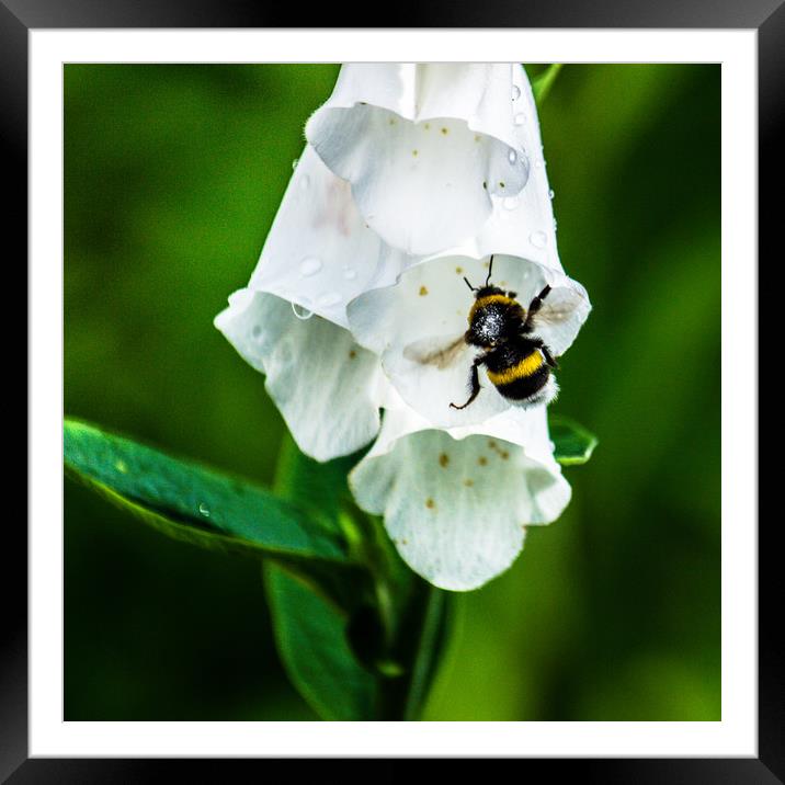 The Bumble Bee Framed Mounted Print by Svetlana Korneliuk