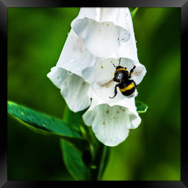The Bumble Bee Framed Print by Svetlana Korneliuk