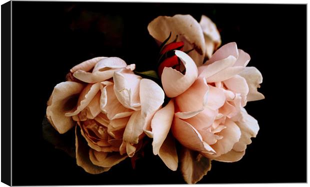 Pink Roses Canvas Print by Karen Martin