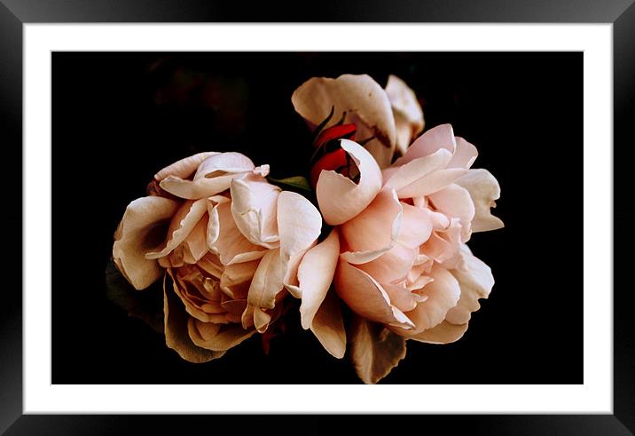 Pink Roses Framed Mounted Print by Karen Martin