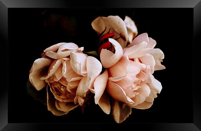 Pink Roses Framed Print by Karen Martin