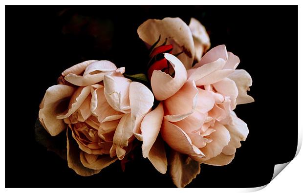 Pink Roses Print by Karen Martin