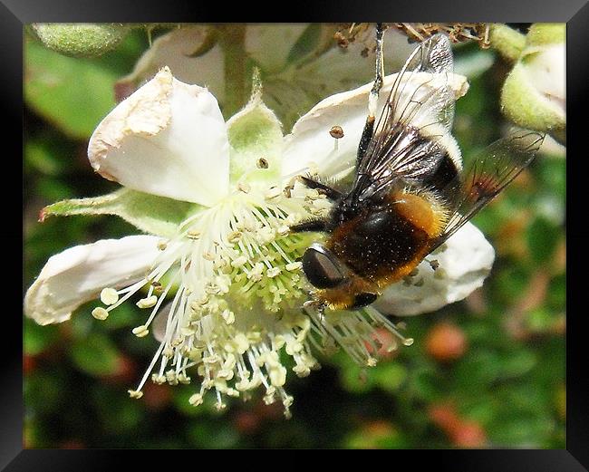 Bee & brambles Framed Print by ANGELA MCCLINTON