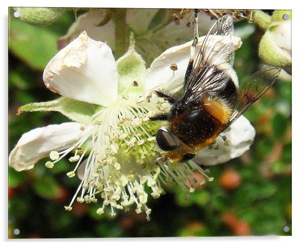 Bee & brambles Acrylic by ANGELA MCCLINTON