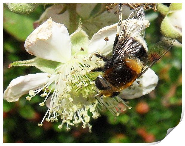 Bee & brambles Print by ANGELA MCCLINTON