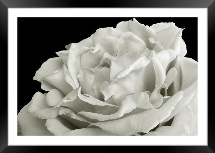 Blue Rose in Mono Framed Mounted Print by ANGELA MCCLINTON