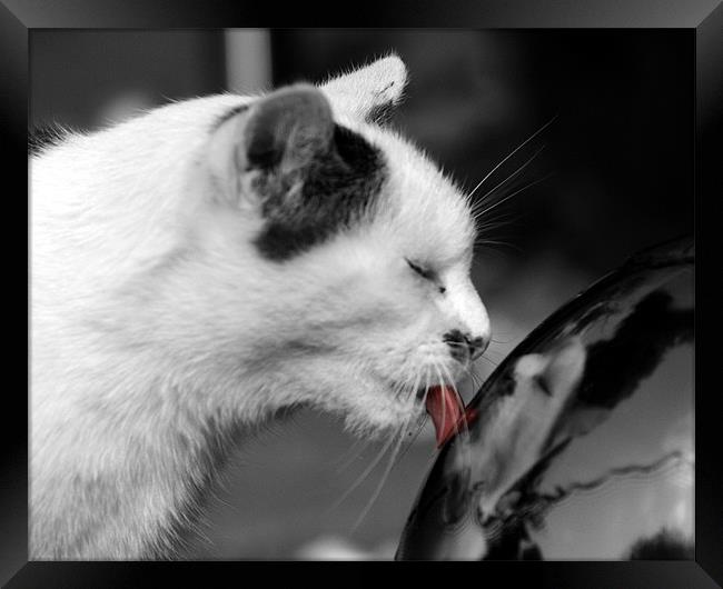 Cat in black and white with his tongue in colour Framed Print by Chris Day