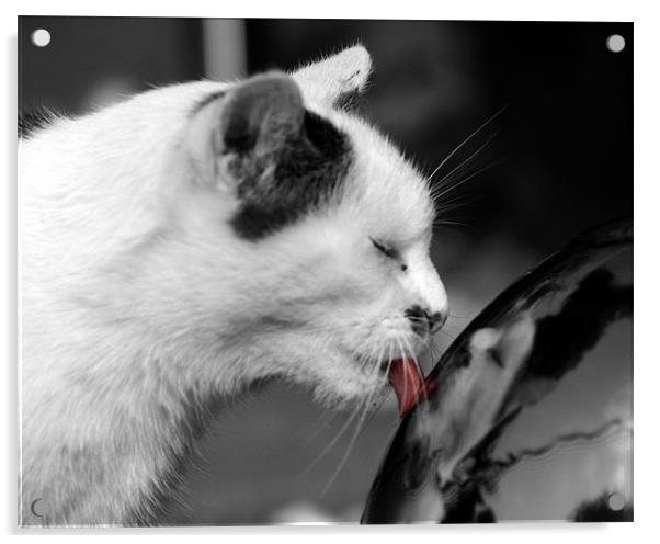 Cat in black and white with his tongue in colour Acrylic by Chris Day