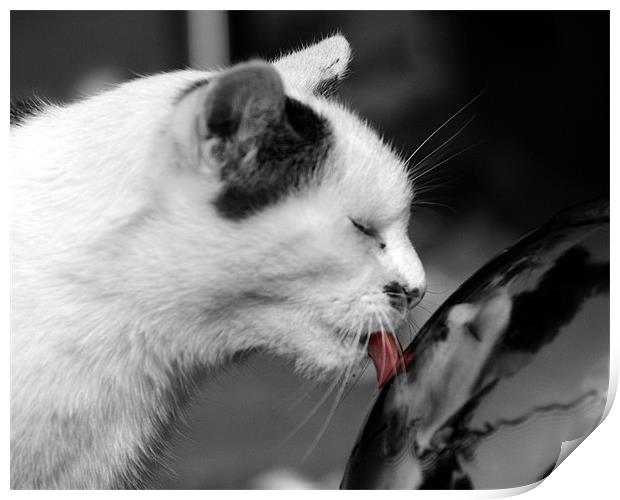 Cat in black and white with his tongue in colour Print by Chris Day