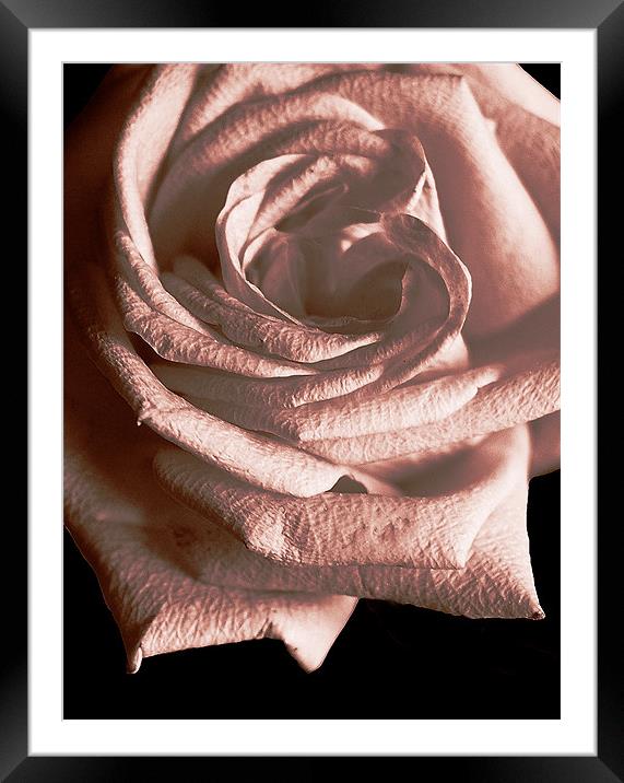 Duotone Rose Framed Mounted Print by james balzano, jr.