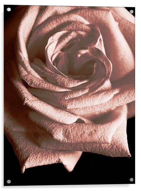 Duotone Rose Acrylic by james balzano, jr.