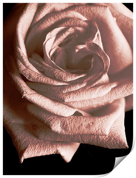 Duotone Rose Print by james balzano, jr.