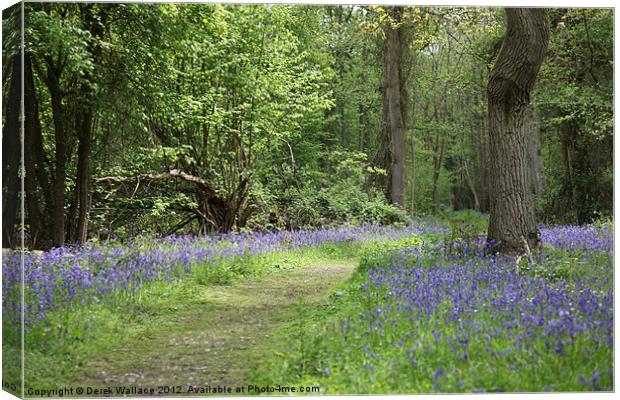 Bluebell wood Canvas Print by Derek Wallace