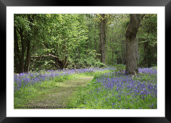 Bluebell wood Framed Mounted Print by Derek Wallace